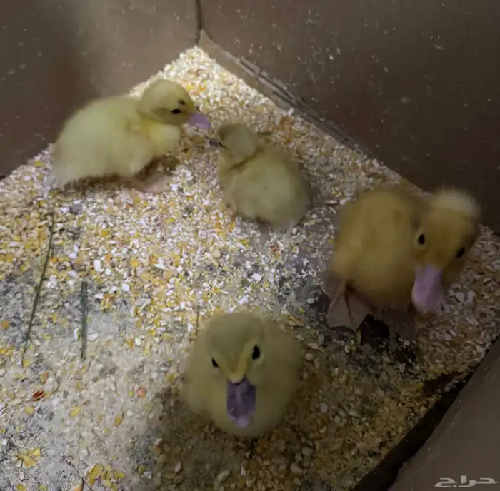 بط عمر من اسبوع الى 10 ايام 1