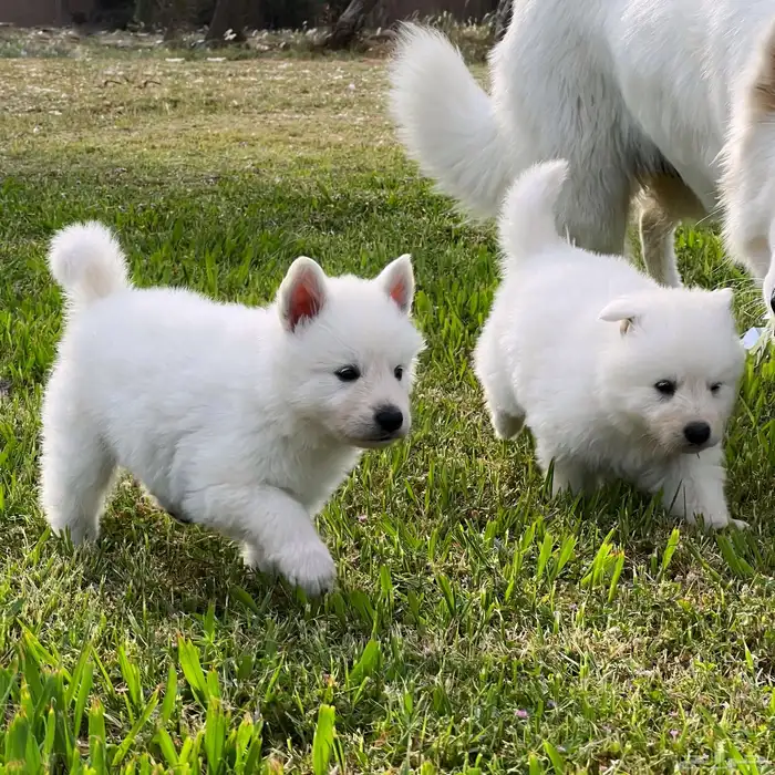 وايت جيرمن _ white German 8