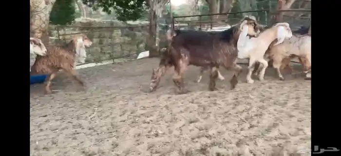 للبيع 7 جفار حمر عوارض بفحلها 7