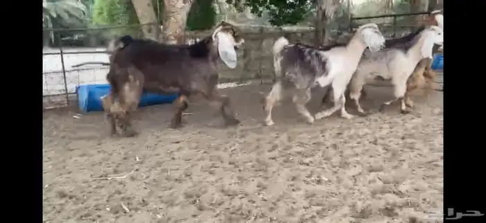 للبيع 7 جفار حمر عوارض بفحلها 8