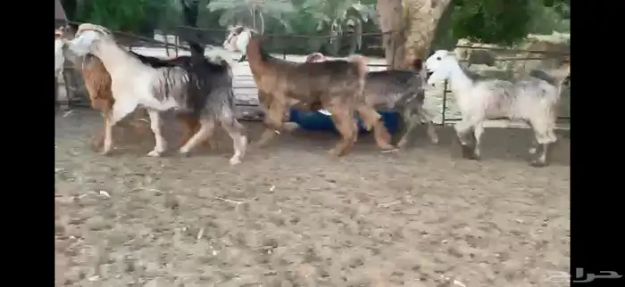 للبيع 7 جفار حمر عوارض بفحلها 13