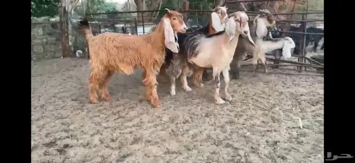 للبيع 7 جفار حمر عوارض بفحلها 14