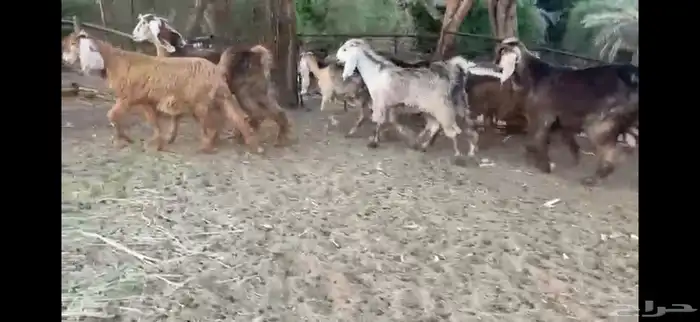 للبيع 7 جفار حمر عوارض بفحلها 19