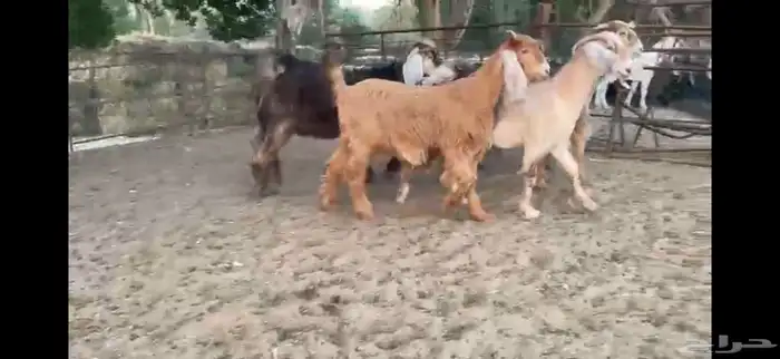 للبيع 7 جفار حمر عوارض بفحلها 15