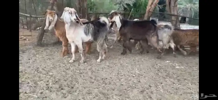 للبيع 7 جفار حمر عوارض بفحلها 11