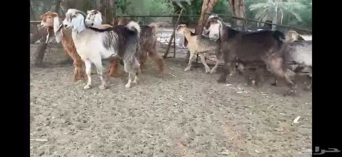 للبيع 7 جفار حمر عوارض بفحلها 12