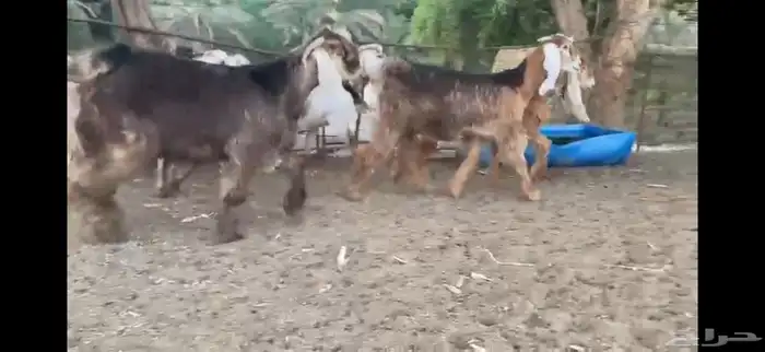 للبيع 7 جفار حمر عوارض بفحلها 2