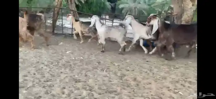 للبيع 7 جفار حمر عوارض بفحلها 1