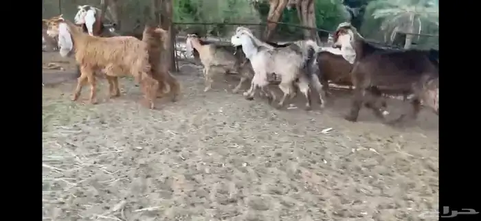 للبيع 7 جفار حمر عوارض بفحلها 0