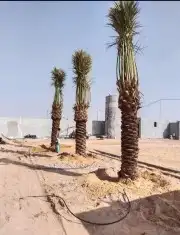 يوجد لدينا جميع انواع النخيل ونقوم بتركيب الشبوك 2