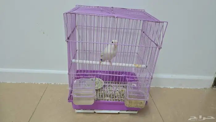 طير روز اليف ونشبهه وهدد داخلي 4