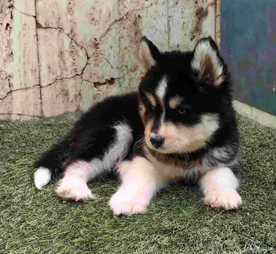 كلاب هاسكي جراوي index