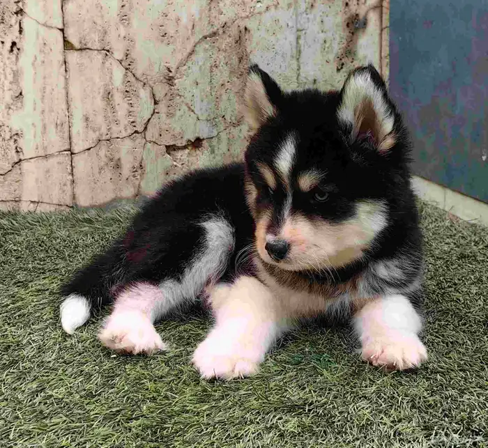 كلاب هاسكي جراوي 8