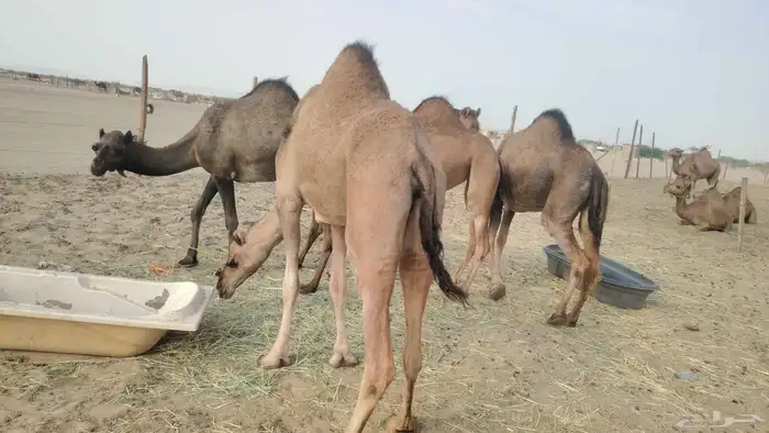 7 بكار عوادي طيبه 0