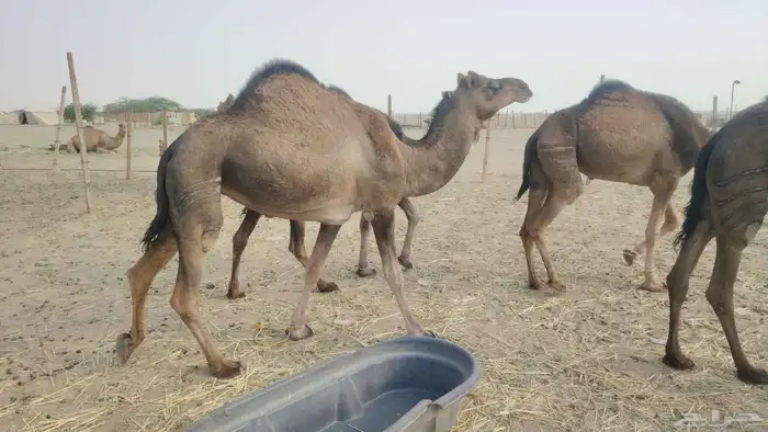 7 بكار عوادي طيبه 2