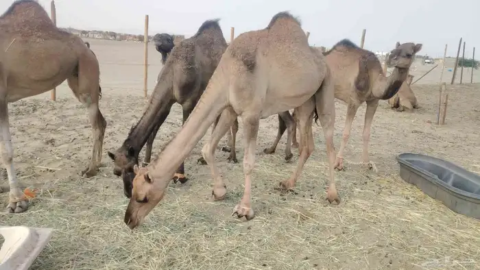 7 بكار عوادي طيبه 4