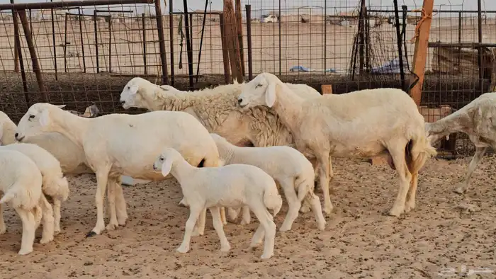 غنم حريات متابيع صنف طيب 3