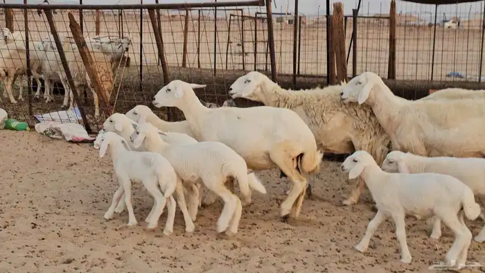 غنم حريات متابيع صنف طيب 2