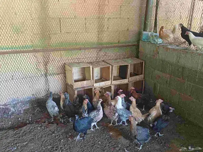 دجاج بلدي ماشاءالله بيض ميه في الميه العدد 25 حبه 1