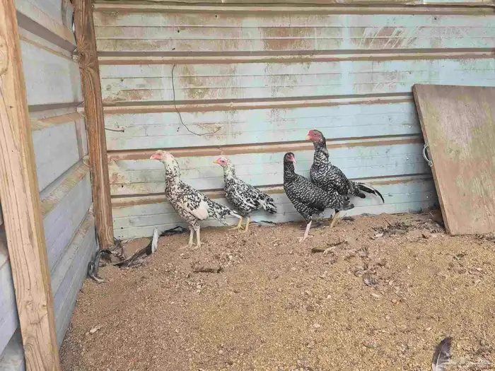 للبيع بشاير ميوالي 1