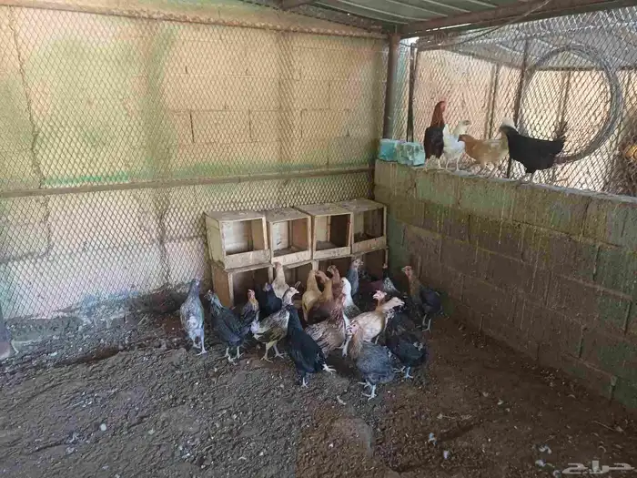 دجاج بلدي ماشاءالله بيض ميه في الميه العدد 25 حبه 0