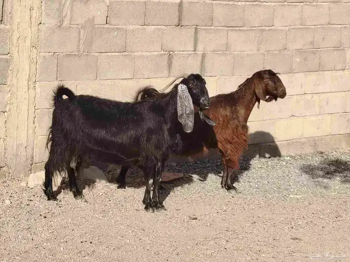 معزة مشاريك العدد 2 سن بدايه سداد مضاريع فحص صونار 0