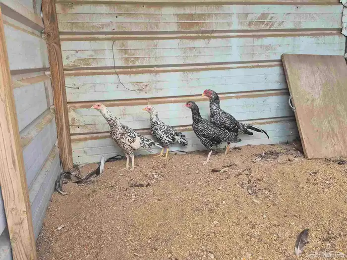 للبيع بشاير ميوالي 0