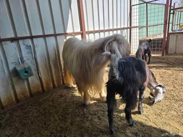 تيس عارضي الرقص معرف 1