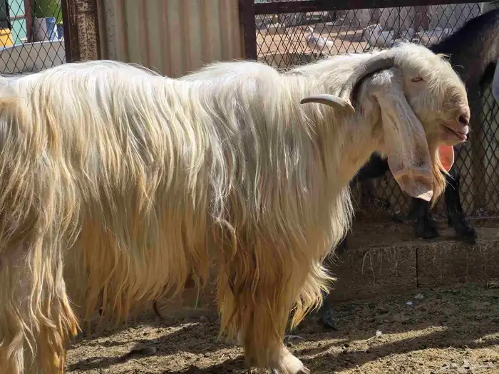 تيس عارضي الرقص معرف 0