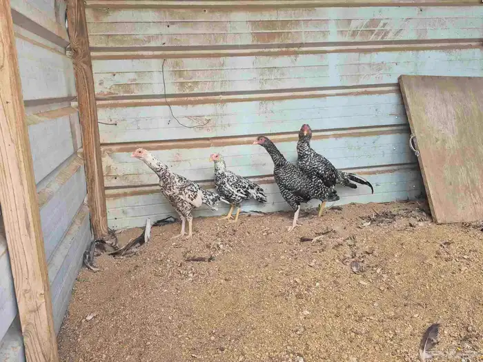 للبيع بشاير ميوالي 5