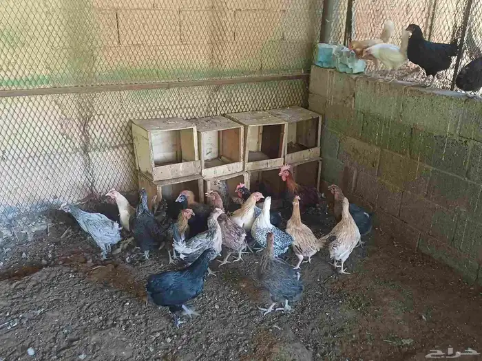 دجاج بلدي ماشاءالله بيض ميه في الميه العدد 25 حبه 2