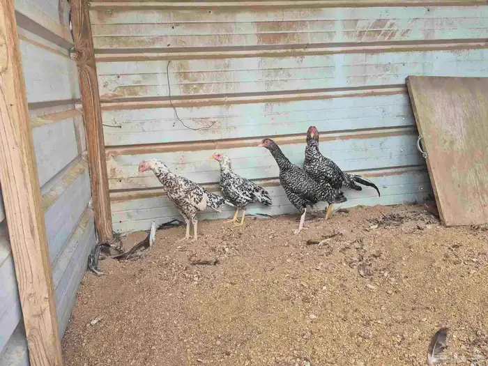 للبيع بشاير ميوالي 3