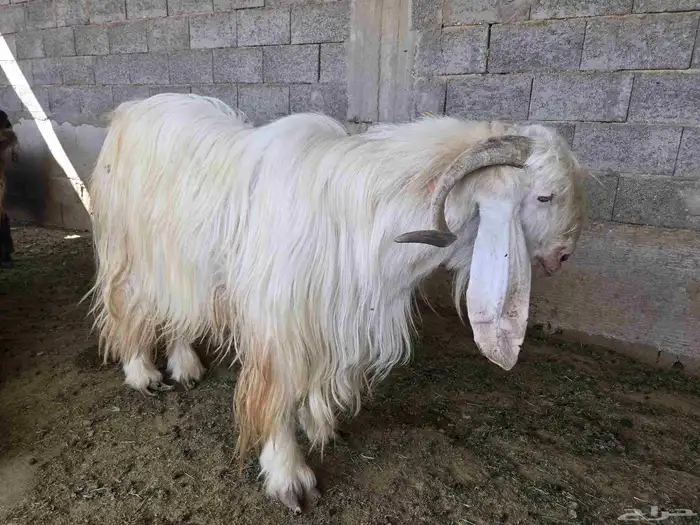 تيس عارضي الرقص معرف 2