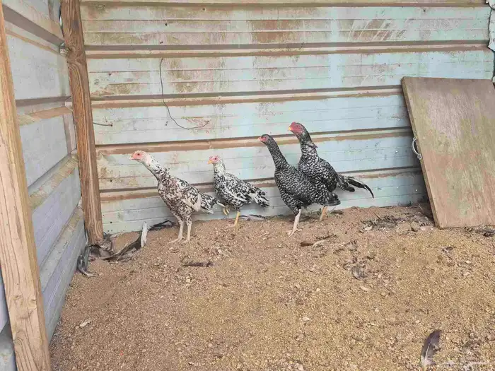 للبيع بشاير ميوالي 6