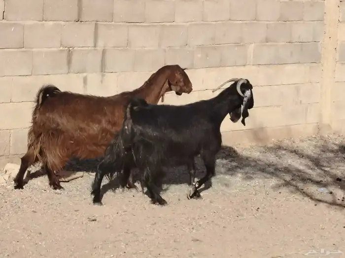 معزة مشاريك العدد 2 سن بدايه سداد مضاريع فحص صونار 1