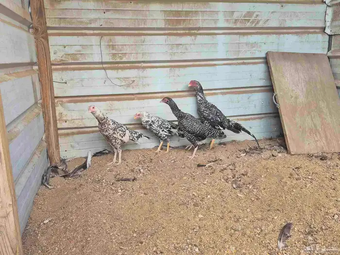 للبيع بشاير ميوالي 8