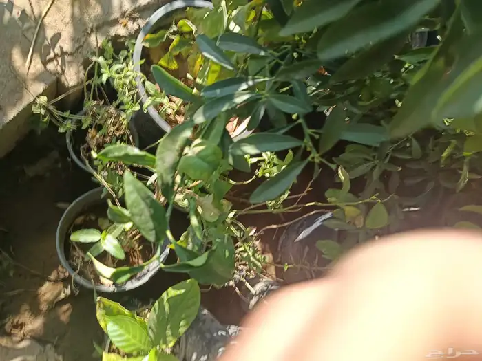 مشتل الخليل لجميع انواع الأشجار والنباتات 4