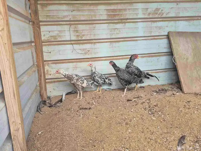 للبيع بشاير ميوالي 4