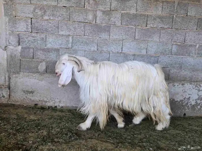 تيس عارضي الرقص معرف 3