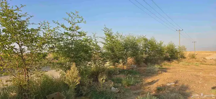 اشجار سدر وكين وحمضيات و قرض 5