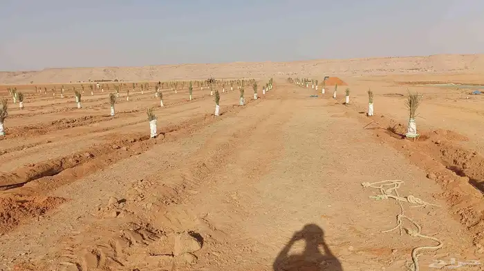 يوجدلدينا 400فروخ مجدول طيب 0