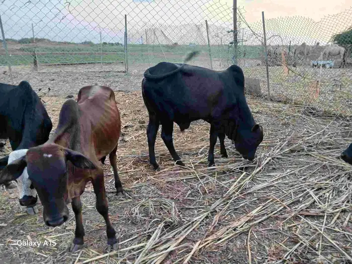 عجول عشرة من 4 أشهر لعمر سنة 1