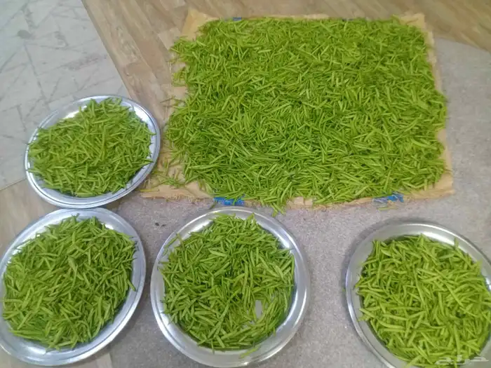 قوار طازج من جيزان 1