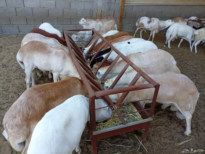 غنم رفيدي حبشي 1