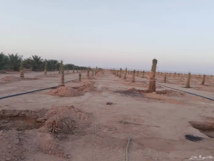 يوجد لدينا جميع انواع النخيل ونقوم بتركيب الشبوك 0