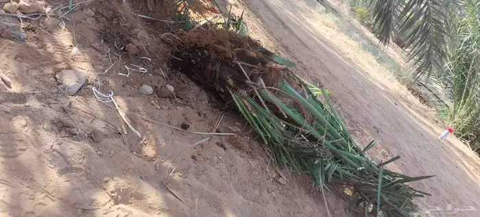 فسايل نخيل للبيع فروخ حيش 7