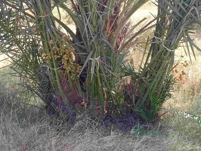 يوجد لدينا جميع انواع النخيل وتركيب الشبوك 7