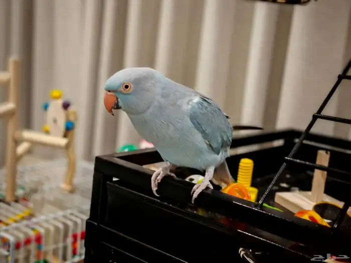 درة هولندي لون مميز 3