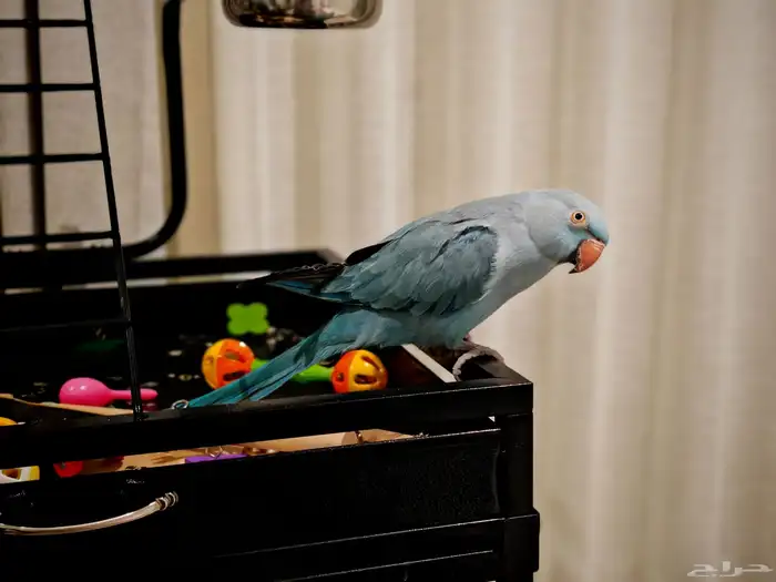 درة هولندي لون مميز 5