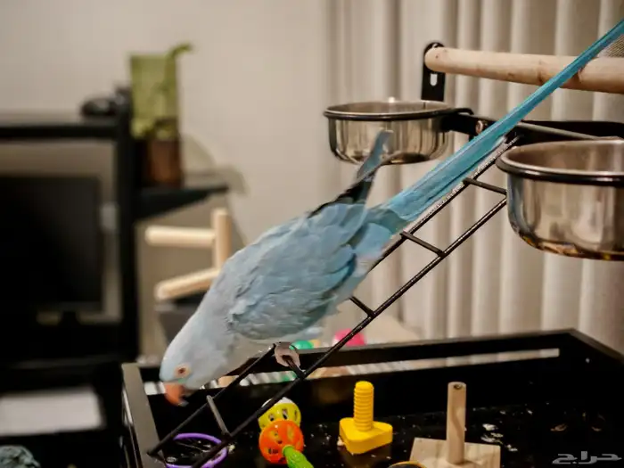 درة هولندي لون مميز 2